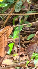 Mecistogaster linearis