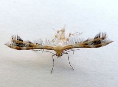 Dejongia californicus