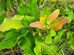 Curatella americana