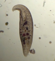 Loxodes magnus