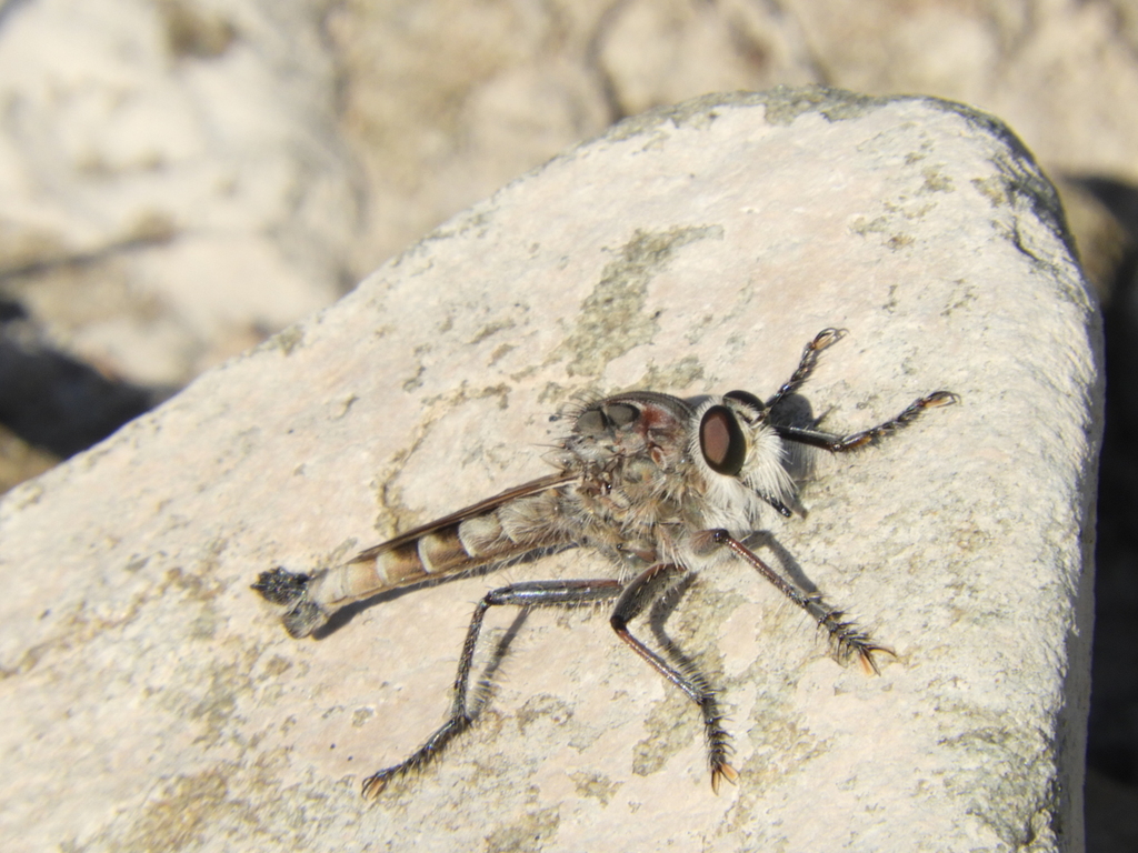 Lochmorhynchus griseus