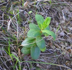 Hylotelephium maximum maximum