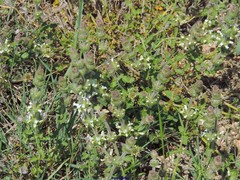 Sideritis hirsuta