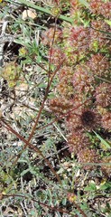 Sanguisorba verrucosa