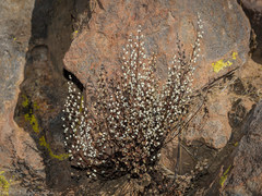 Argyrochosma nivea nivea