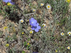 Linum narbonense