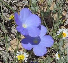 Linum narbonense