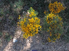 Genista ramosissima