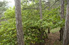 Karpatiosorbus latifolia