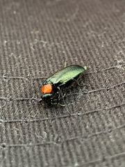 Lytta crotchii