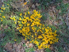 Genista ramosissima