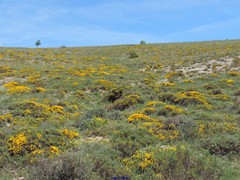 Genista ramosissima