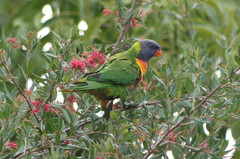 Trichoglossus moluccanus moluccanus