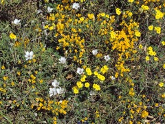 Genista ramosissima