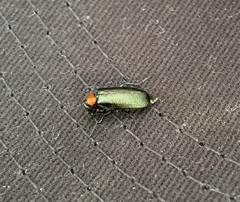 Lytta crotchii