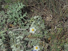 Helianthemum asperum