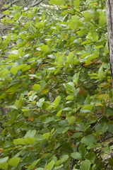 Karpatiosorbus latifolia