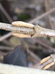 Viburnum × burkwoodii