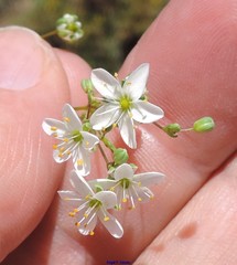 Minuartia recurva