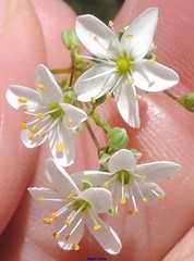 Minuartia recurva