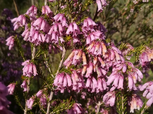 Spanish heath
