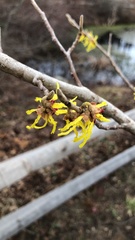 Hamamelis mollis