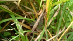 Lestes sponsa