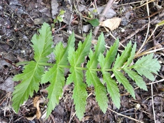 Pastinaca sativa