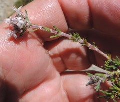 Thymus lacaitae