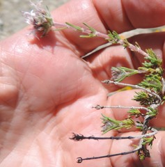 Thymus lacaitae