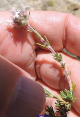 Thymus lacaitae