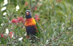 Trichoglossus moluccanus moluccanus