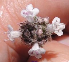 Thymus lacaitae