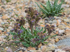Phacelia setigera