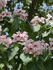 Catalpa bungei
