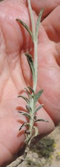 Sideritis incana