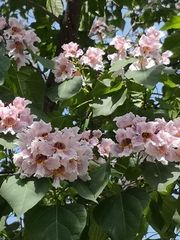 Catalpa bungei