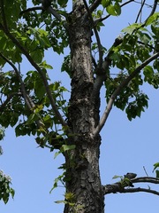 Catalpa bungei