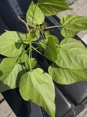 Catalpa bungei
