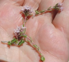 Thymus lacaitae