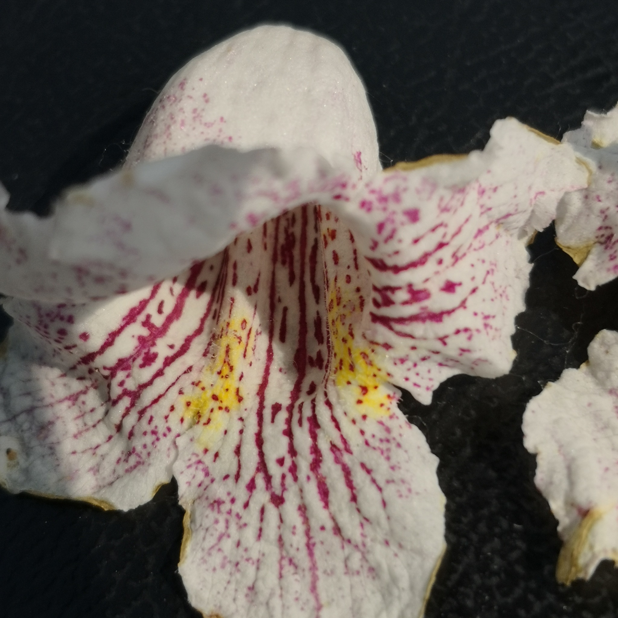 Catalpa bungei