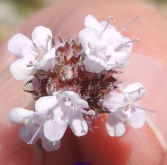 Thymus lacaitae