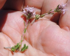 Thymus lacaitae