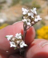 Thymus lacaitae