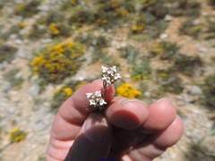 Thymus lacaitae