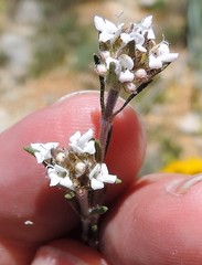 Thymus lacaitae