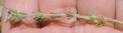 Thymus lacaitae