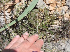 Thymus lacaitae