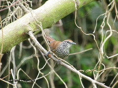 Pheugopedius maculipectus