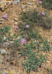 Klasea nudicaulis
